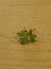 Azolla