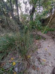 Brachypodium phoenicoides