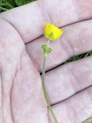 Ranunculus