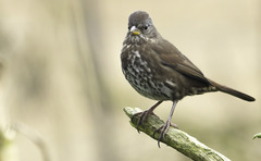 Passerella iliaca annectens