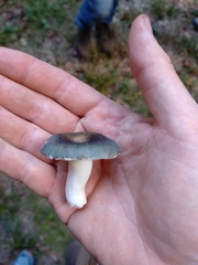 Russula parazurea