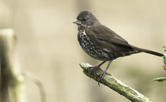 Passerella iliaca annectens