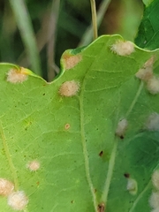 Neuroterus floccosus