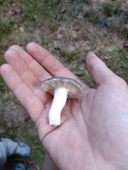 Russula parazurea