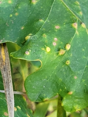 Neuroterus floccosus