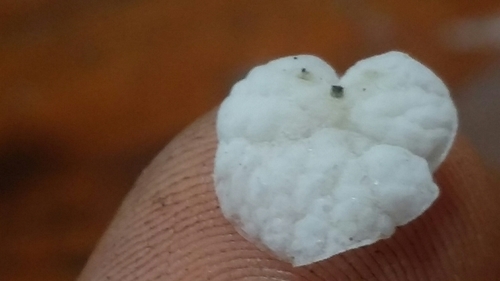 Tetrapyrgos subdendrophora image