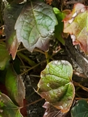 Parthenocissus tricuspidata