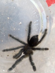 Avicularia