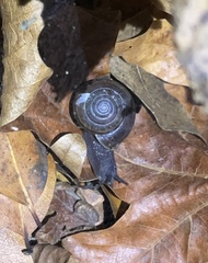 Helminthoglypta umbilicata