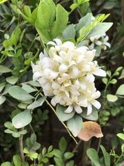 Murraya paniculata