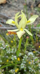 Moraea neglecta