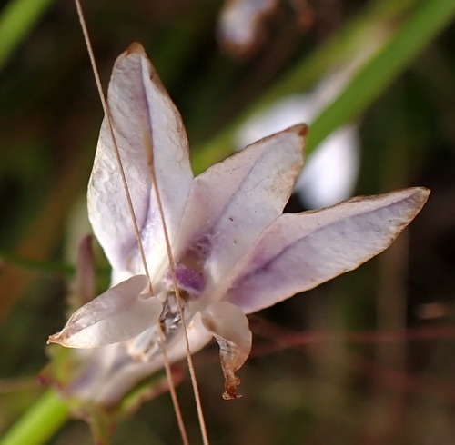 Image of Lobelia floridana by (c) mfeaver, some rights reserved (CC BY)