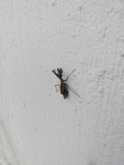 Mantidae