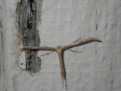 Emmelina monodactyla