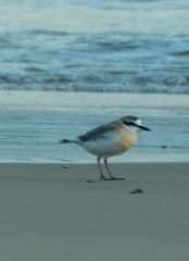 Charadrius marginatus