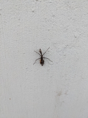 Mantidae
