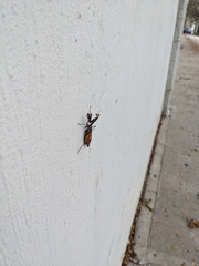 Mantidae