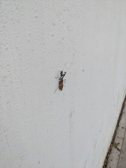 Mantidae