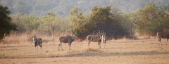 Tragelaphus oryx oryx