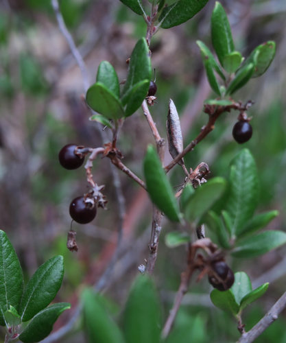 mission manzanita