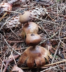 Geastrum pectinatum