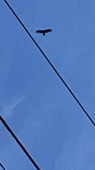Cathartes aura