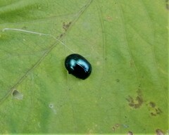 Plagiodera versicolora