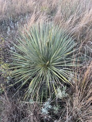 Yucca glauca