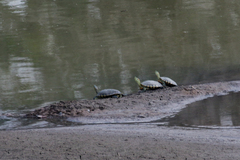 Trachemys hartwegi