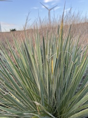 Yucca glauca