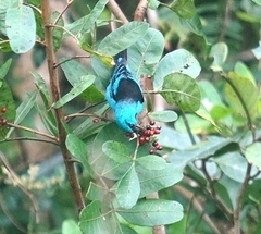 Dacnis cayana