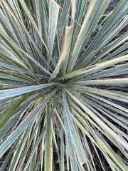 Yucca glauca