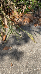 Cenchrus echinatus