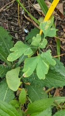 Ginkgo biloba