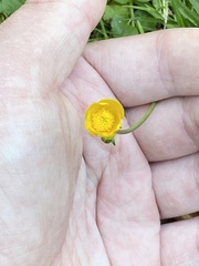 Ranunculus