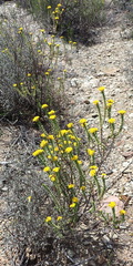 Oedera squarrosa
