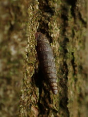 Clausiliidae