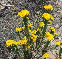 Oedera squarrosa