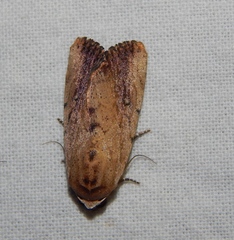 Tachosa brunnescens
