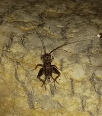 Eumodicogryllus bordigalensis