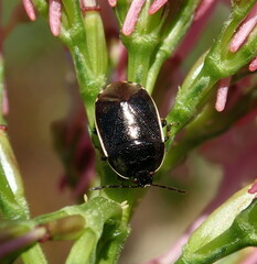 Adomerus maculipes