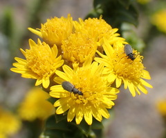 Oedera squarrosa