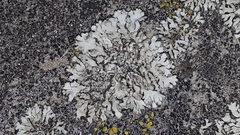 Phaeophyscia orbicularis