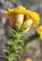Oedera squarrosa