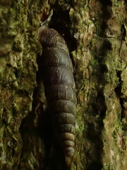 Clausiliidae