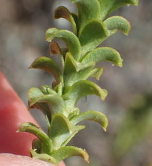 Oedera squarrosa