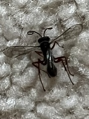 Auplopus mellipes
