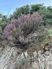 Erica manipuliflora