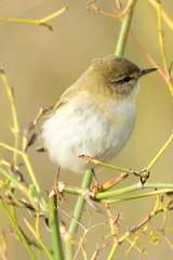 Phylloscopus ibericus