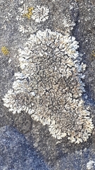 Phaeophyscia orbicularis